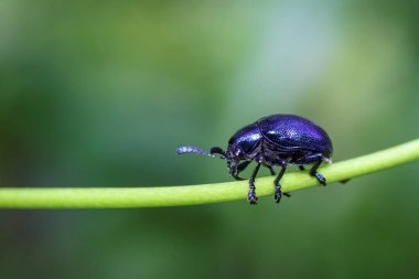 blue metallic beetle close up macro on green leaf.this photo was taken from Bangladesh. clipart