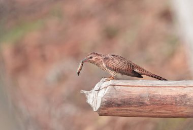 plaintive cuckoo(female).plaintive cuckoo is a species of bird belonging to the genus Cacomantis in the cuckoo family Cuculidae. It is native to Asia, from India, Nepal and China to Indonesia. clipart