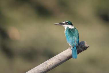 Yakalı balıkçı ya da mangrov kralbalıkçısı, Halcyoninae alt familyasına ait orta büyüklükte bir balıkçıdır..