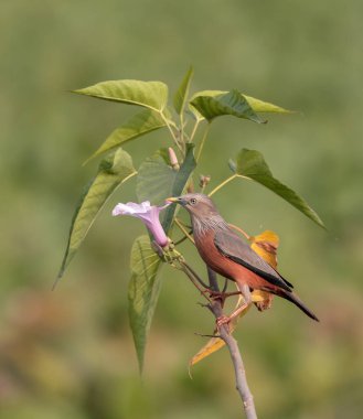 Chestnut-tailed starling or grey-headed starling or grey-headed myna. clipart