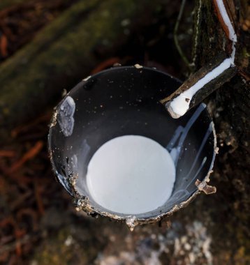 Kauçuk lateks toplama kabına akıyor. Bu fotoğraf Chittagong, Bangladeş 'ten çekilmiş..