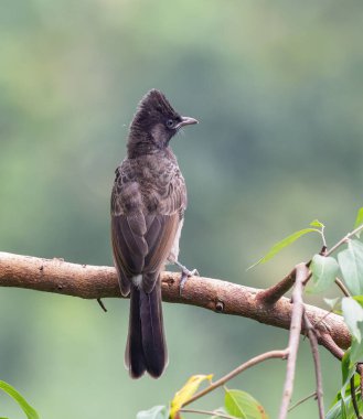 Kırmızı havalandırma bülteni (juvenile). Kırmızı havalandırmalı bulbul, yoldan geçenlerin bulbul ailesinin bir üyesidir..