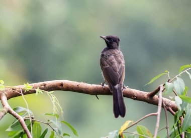 Kırmızı havalandırma bülteni (juvenile). Kırmızı havalandırmalı bulbul, yoldan geçenlerin bulbul ailesinin bir üyesidir..