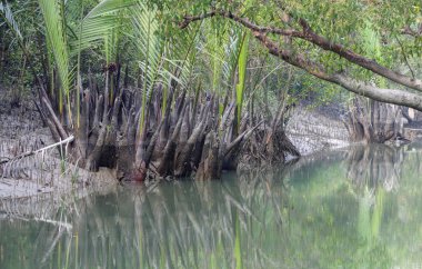 Tipik nipa palmiyesi (Nipa meyveleri). Bu fotoğraf Bangladeş 'teki Sundarbans Ulusal Parkı' ndan çekildi..