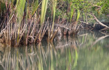 Tipik nipa palmiyesi (Nipa meyveleri). Bu fotoğraf Bangladeş 'teki Sundarbans Ulusal Parkı' ndan çekildi..