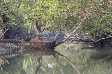 Sundarbans Bangladeş ve Hindistan arasında bulunan dünyanın en büyük doğal mangrov ormanıdır. Bu fotoğraf Bangladeş 'ten çekildi..
