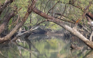Sundarbans Bangladeş ve Hindistan arasında bulunan dünyanın en büyük doğal mangrov ormanıdır. Bu fotoğraf Bangladeş 'ten çekildi..