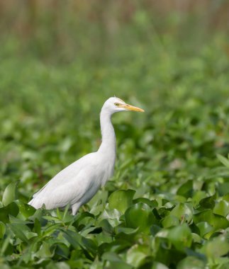 Egret, balıkçılgiller familyasından tropik bölgelerde, subtropik bölgelerde ve ılıman bölgelerde bulunan kozmopolit bir balıkçıldır..