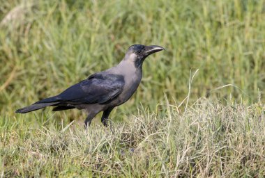 House Crow aslen Asyalı olan karga ailesinin bir üyesidir..