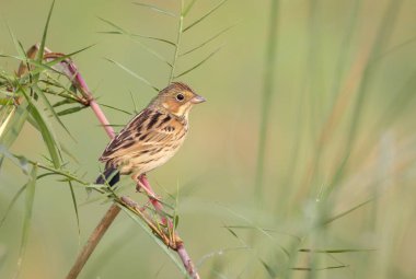 Chestnut-eared Bunting (Emberiza fucata), Emberizidae familyasından bir kuş türü..