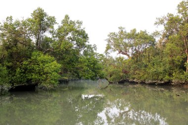 Sundarbans Bangladeş ve Hindistan arasında bulunan dünyanın en büyük doğal mangrov ormanıdır. Bu fotoğraf Bangladeş 'ten çekildi..