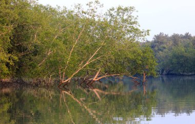 Sundarbans Bangladeş ve Hindistan arasında bulunan dünyanın en büyük doğal mangrov ormanıdır. Bu fotoğraf Bangladeş 'ten çekildi..