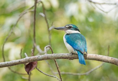 Yakalı balıkçı orta büyüklükte bir balıkçıdır. Ayrıca beyaz yakalı balıkçı ya da mangrov kralı olarak da bilinir. Bu fotoğraf Sundarbans Ulusal Parkı, Bangladeş 'ten çekildi..