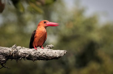 Kahverengi kanatlı Kingfisher kuş fotografı. Bengal Körfezi 'nin kuzey ve doğu kıyıları boyunca, Bangladeş ve Hindistan' da meydana gelen bu fotoğraf Sundarbans, Bangladeş 'te çekildi..