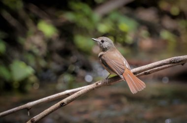 Brook's flycatcher (Cyornis poliogenys) is a species of bird in the family Muscicapidae. clipart