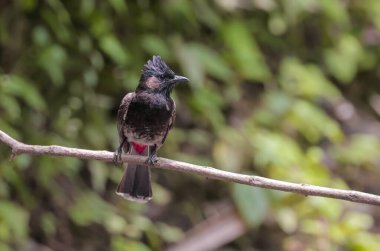 Kırmızı havalandırmalı bulbul, yoldan geçenlerin bulbul ailesinin bir üyesidir. Sri Lanka 'nın doğuya, Burma' ya ve Bhutan ve Nepal 'in bazı bölgelerine kadar uzanması da dahil olmak üzere Hindistan altkıtasında yerleşik bir yetiştiricidir..
