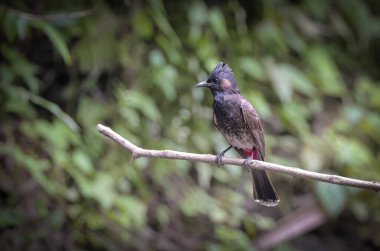 Kırmızı havalandırmalı bulbul, yoldan geçenlerin bulbul ailesinin bir üyesidir. Sri Lanka 'nın doğuya, Burma' ya ve Bhutan ve Nepal 'in bazı bölgelerine kadar uzanması da dahil olmak üzere Hindistan altkıtasında yerleşik bir yetiştiricidir..