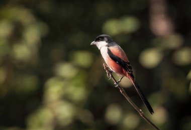 long-tailed shrike or rufous-backed shrike is a member of the bird family Laniidae, the shrikes. clipart