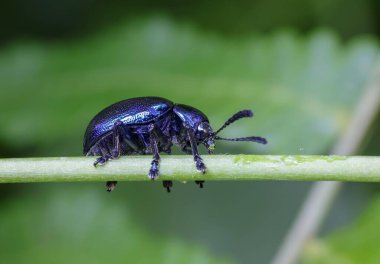Mavi metalik böcek yeşil yapraklı makroyu kapat. Bu fotoğraf Bangladeş 'ten çekilmiş..