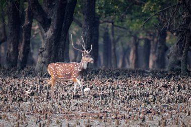 Benekli Geyik ya da Chital geyiği, Hindistan 'ın en yaygın geyik türüdür. Bu fotoğraf Bangladeş, Sundarbans Ulusal Parkı' ndan çekildi..