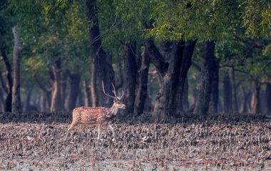Benekli geyik, geyik ve eksen geyiği olarak da bilinen vahşi bir geyik türü. Bu fotoğraf Bangladeş, Sundarbans Ulusal Parkı 'nda çekildi..