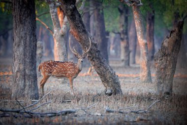 Benekli geyik, geyik ve eksen geyiği olarak da bilinen vahşi bir geyik türü. Bu fotoğraf Bangladeş, Sundarbans Ulusal Parkı 'nda çekildi..