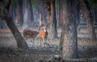 Bir çift benekli geyik. Bu fotoğraf Bangladeş 'teki Sundarbans Ulusal Parkı' ndan çekildi..