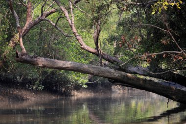 Sundarbans 'da bir kanal. Sundarbans, Bangladeş ve Hindistan arasında dünyanın en büyük doğal mangrov ormanı. Bu fotoğraf Bangladeş' ten çekildi..