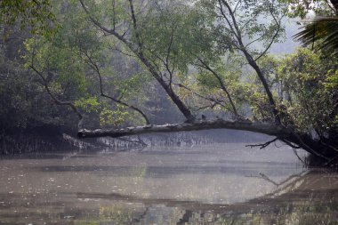 A canal in Sundarbans.Sundarbans is the biggest natural mangrove forest in the world, located between Bangladesh and India.this photo was taken from Bangladesh. clipart