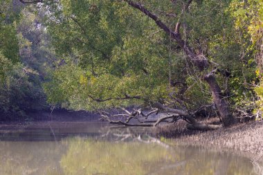 Sundarbans 'da bir kanal. Sundarbans, Bangladeş ve Hindistan arasında dünyanın en büyük doğal mangrov ormanı. Bu fotoğraf Bangladeş' ten çekildi..