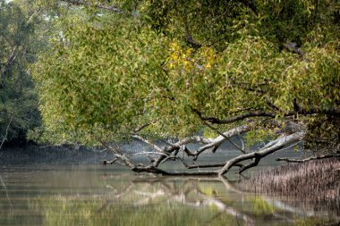 Sundarbans Bangladeş ve Hindistan arasında bulunan dünyanın en büyük doğal mangrov ormanıdır. Bu fotoğraf Bangladeş 'ten çekildi..