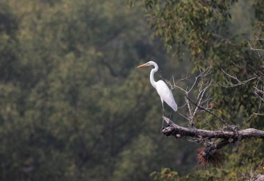 Sundarbans dünyadaki en büyük mangrov ormanıdır. Bu fotoğraf Bangladeş 'ten çekildi..