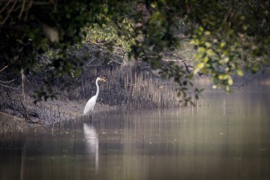 Sundarbans Bangladeş ve Hindistan arasında bulunan dünyanın en büyük doğal mangrov ormanıdır. Bu fotoğraf Bangladeş 'ten çekildi..