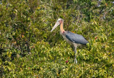 Daha az emir veren, leylek familyasından Ciconidae familyasından büyük bir kuş türü. Bu fotoğraf Bangladeş 'teki Sundarbans Ulusal Parkı' ndan çekildi..