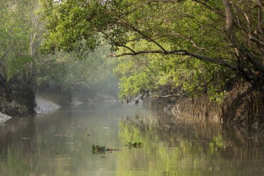Sundarbans Bangladeş ve Hindistan arasında bulunan dünyanın en büyük doğal mangrov ormanıdır. Bu fotoğraf Bangladeş 'ten çekildi..