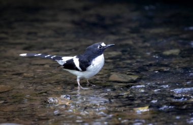 Siyah sırtlı Forktail Bangladeş, Hindistan, Nepal, Butan, Myanmar ve Tayland 'ın seçkin bir kuşudur. Bu fotoğraf Bangladeş' ten çekildi..