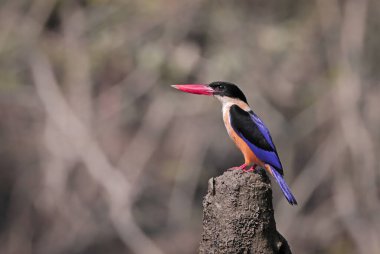 Black-capped kingfisher.black-capped kingfisher is a tree kingfisher which is widely distributed in tropical Asia from India east to China, Korea and Southeast Asia. clipart