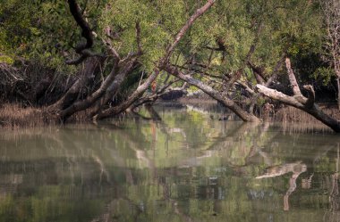 Sundarbans Bangladeş ve Hindistan arasında bulunan dünyanın en büyük doğal mangrov ormanıdır. Bu fotoğraf Bangladeş 'ten çekildi..