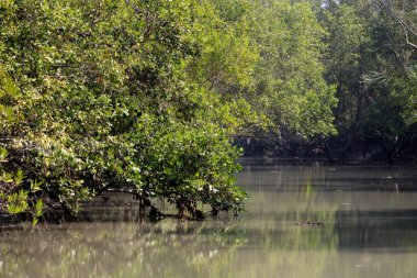 Sundarbans 'da bir kanal. Sundarbans, Bangladeş ve Hindistan arasında dünyanın en büyük doğal mangrov ormanı. Bu fotoğraf Bangladeş' ten çekildi..