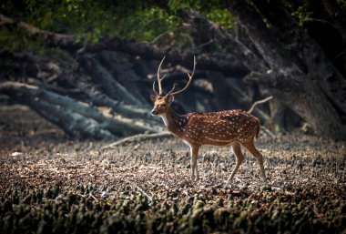 Sundarbans 'ın benekli geyiği. Benekli geyik ya da Chital geyiği Hindistan' ın en yaygın geyik türüdür. Bu fotoğraf Bangladeş, Sundarbans Ulusal Parkı 'ndan çekildi..