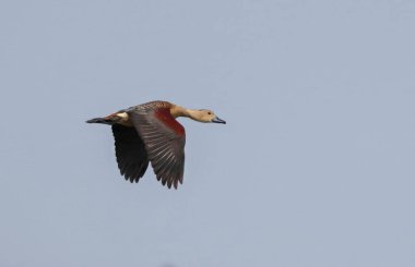 lesser whistling duck or Indian whistling duck is a species of whistling duck that breeds in the Indian subcontinent and Southeast Asia. clipart