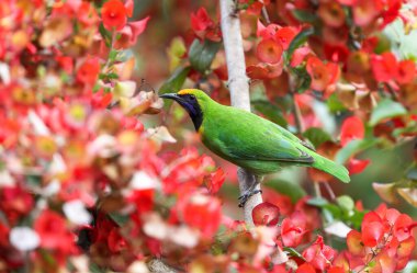 Golden-fronted Leafbird are common resident breeder in India, Sri Lanka, and parts of Southeast Asia. clipart