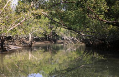 Sundarbans Bangladeş ve Hindistan arasında bulunan dünyanın en büyük doğal mangrov ormanıdır. Bu fotoğraf Bangladeş 'ten çekildi..