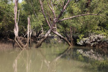 Bangladeş 'teki Sundarbans Ormanı' ndan geçen güzel bir kanal. Bu fotoğraf Khulna, Bangladeş 'ten çekildi..
