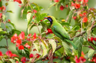 Golden-fronted leafbird (Chloropsis Aurifrons) perched on A flowering tree in a forest background. clipart