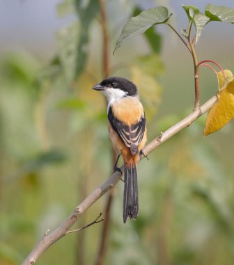 long-tailed shrike or rufous-backed shrike is a member of the bird family Laniidae, the shrikes. clipart