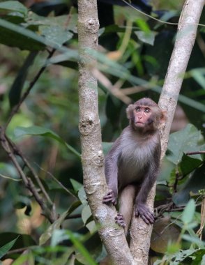 Sundarbans 'ın Rhesus Makakları maymunu. Bu fotoğraf Sundarbans Ulusal Parkı, Bangladeş 'ten çekildi..