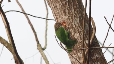 Çizgili barbet kuşunun yuva kurma videosu, Güneydoğu Asya 'ya özgü Brahmaputra havzası olan Terai' ye özgü bir Asya barbet kuşudur..