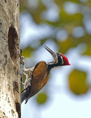 Daha büyük alevli erkek alevli geri, daha büyük altın sırtlı ağaçkakan olarak da bilinir, bir ağaçkakan türüdür..