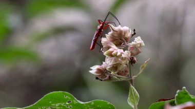 Yabani bir çiçekte turuncu renkli böcek. Bu 4k video Chittagong, Bangladeş 'ten çekildi..